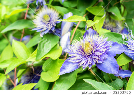 Close up beautiful flowering Clematis Jackmanii Close up beautiful flowering Clematis Jackmanii 35203790