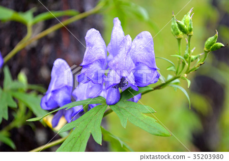 Fall flowers of Oze, aconite Fall flowers of Oze, aconite 35203980
