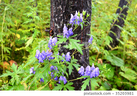 Oze,附子的秋天花 Oze,附子的秋天花 35203981