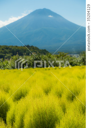 Mt. Fuji Kokia 35204129