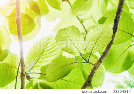 Background of green leaves with The light. Background of green leaves with The light. 35204814