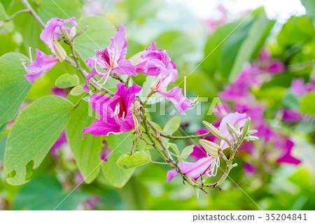 Closed up pink flower (Bauhinia purpurea  35204841
