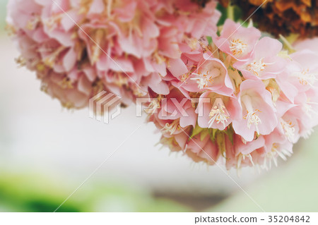 Dombeya wallichii or pink ball or pink ball tree. Dombeya wallichii or pink ball or pink ball tree. 35204842