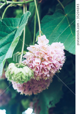 Dombeya wallichii or pink ball or pink ball tree. Dombeya wallichii or pink ball or pink ball tree. 35204843