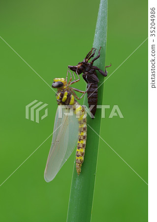 Insect Dragonfly Yago Emergence 35204986