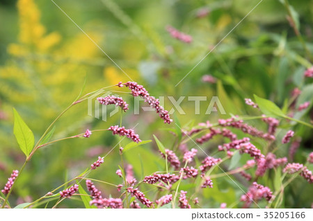 Inutaden花 35205166
