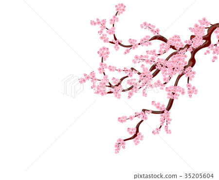 Sakura. A curved tree cherry branchs with delicate 35205604