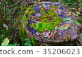 Moss on dead wood 35206023