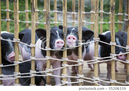 nose of black and white baby pig nose of black and white baby pig 35206339