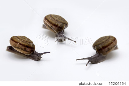 snail walking on white 35206364