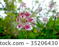 Brilliant red deer lily (special species in Taiwan) 35206430