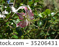 Brilliant red deer lily (special species in Taiwan) 35206431