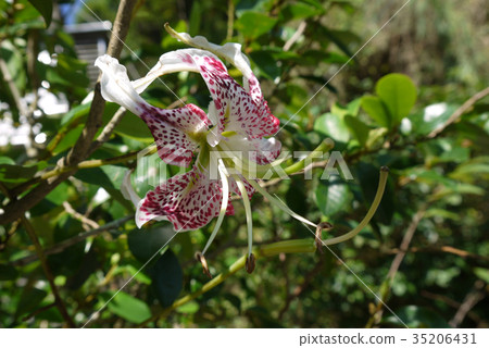 艷紅鹿子百合(台灣特有種) 35206431