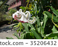 Brilliant red deer lily (special species in Taiwan) 35206432