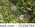 Brilliant red deer lily (special species in Taiwan) 35206744