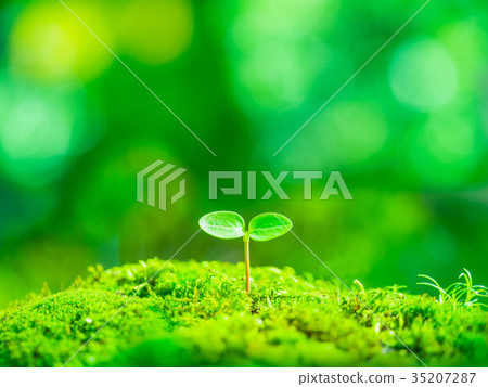 Plant seedling 35207287