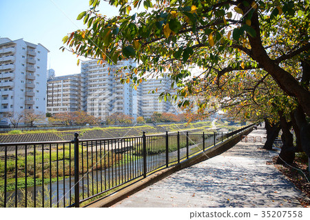 Around Totsuka Station, Totsuka Ward, Yokohama-shi Hagiogawa Riverbed Boardwalk 35207558