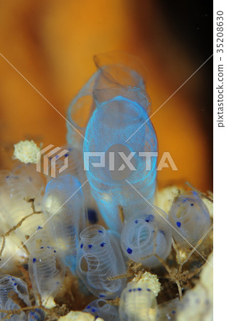 霍亞在巴厘島 35208630