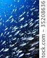 一群魚 35208636