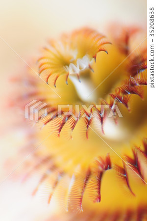 大旋鰓蟲 35208638