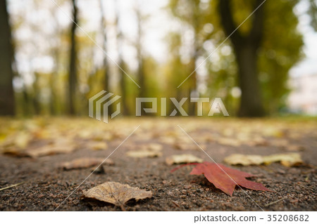 low angle shot of autumn linden alley low angle shot of autumn linden alley 35208682