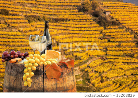 Vineyard in Wachau, Spitz, Austria Vineyard in Wachau, Spitz, Austria 35208829