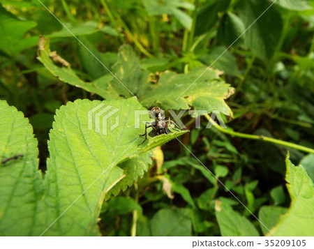 Predatory predation 35209105