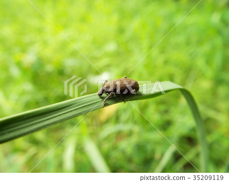 Yasai Weevil 35209119