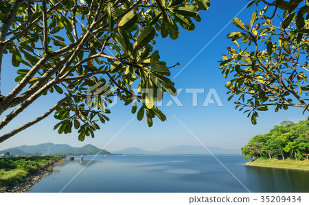 plumeria tree at reservoir and blue sky 35209434