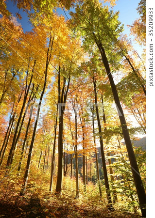 Autumn beech forest in the sunshine Autumn beech forest in the sunshine 35209933