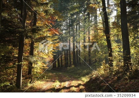 Path through the autumnal forest in the sunshine 35209934