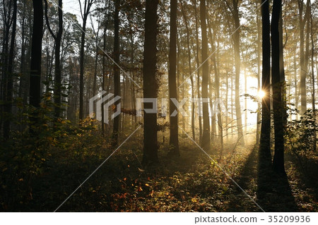 Autumn deciduous forest lit by morning sun Autumn deciduous forest lit by morning sun 35209936