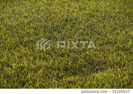 Rice production (rice, rice, rice field) Rice production (rice, rice, rice field) 35209937