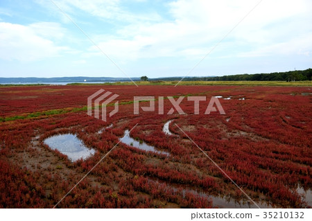 Notori湖珊瑚草 35210132