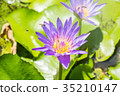 Lotus 35210147