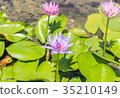 Lotus 35210149