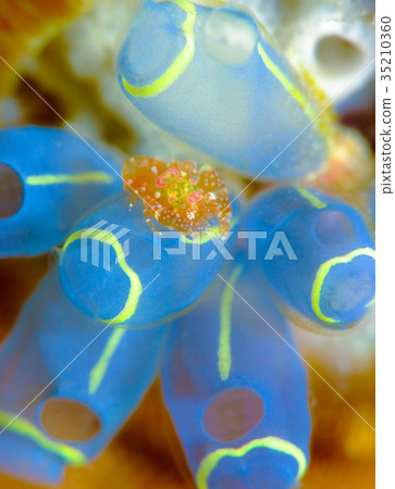 Sagittarius cauliflower 35210360