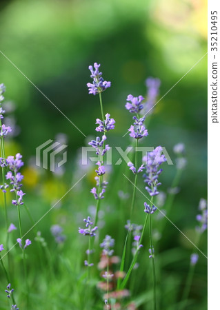 Close up photo of purple lavander flowers blooming Close up photo of purple lavander flowers blooming 35210495