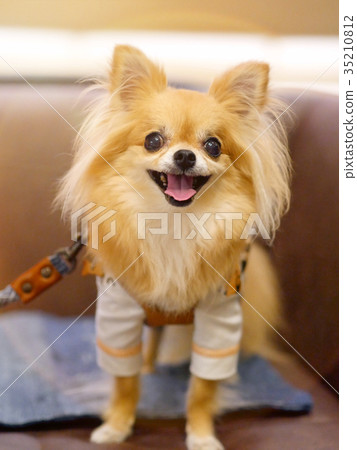 Chihuahua with a smile 35210812