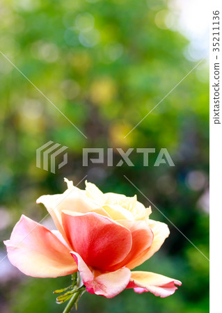 澀秋玫瑰和Oribe 35211136