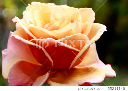 Astringent autumn roses and Oribe 35211140