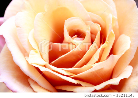 澀秋玫瑰和Oribe 35211143