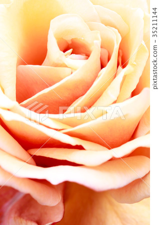 Astringent autumn roses and Oribe 35211144