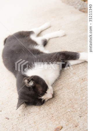 睡覺的貓 35211340