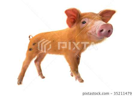 pig pig 35211479