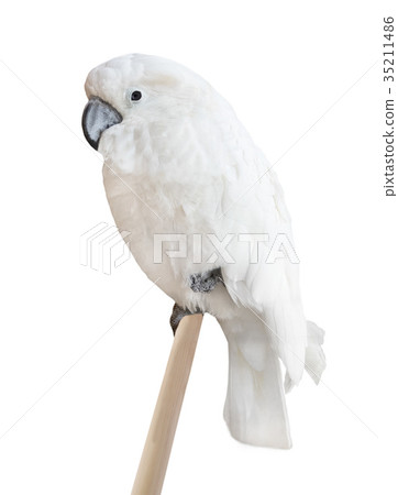 white parrot 35211486