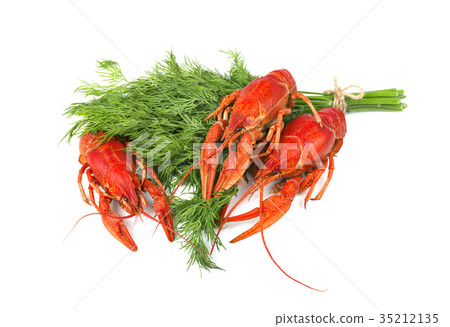 Fresh boiled red crayfish with dill isolated on 35212135