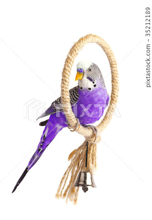Young budgerigar on roost, isolated on white Young budgerigar on roost, isolated on white 35212189