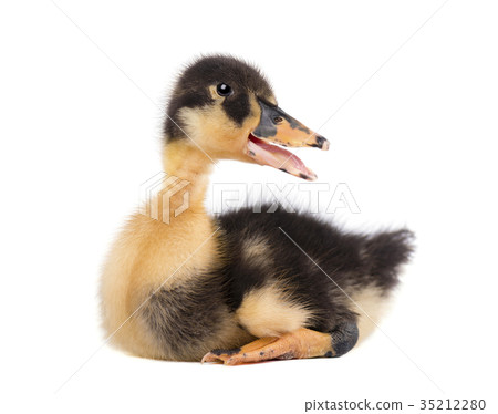 Cute duckling isolated on white background Cute duckling isolated on white background 35212280