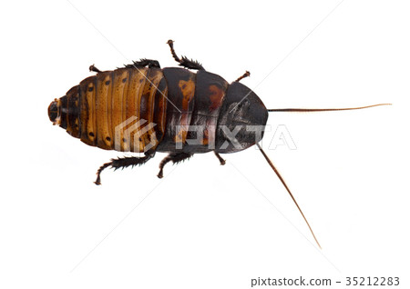 Cockroach isolated on white background 35212283